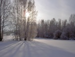 La sombra de los árboles sobre la nieve