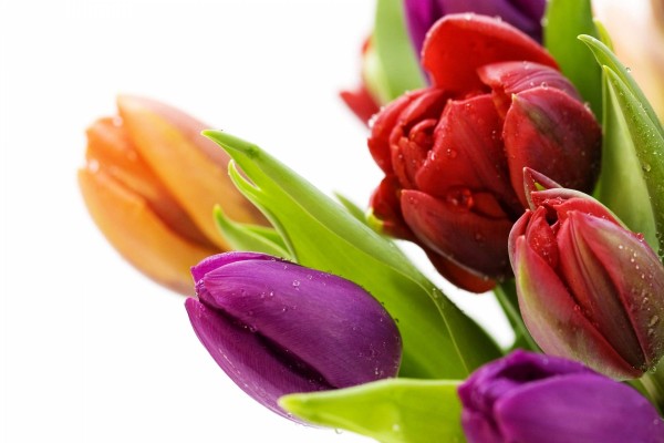 Hermosos tulipanes de varios colores