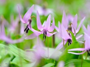 Postal: Flores color púrpura en primavera