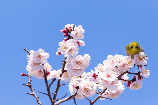 Pajarito posado sobre unas hermosas flores de cerezo