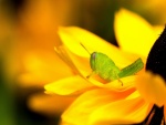 Saltamontes posada sobre una flor amarilla