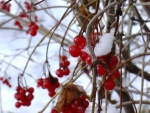Bayas y nieve en las ramas de un árbol