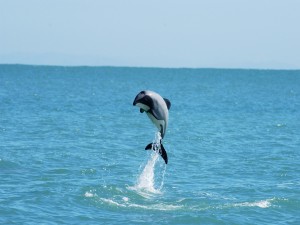 Un bello delfín saltando en el agua