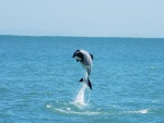 Un bello delfín saltando en el agua
