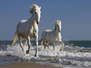 Dos caballos blancos corriendo por una playa