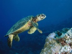 Tortuga marina nadando en el fondo del océano