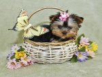 Tierno perrito en una canasta decorada con flores y una mariposa