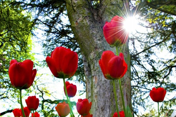 Tulipanes rojos iluminados por el brillante sol