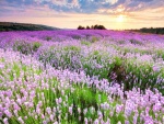 Campo con flores color púrpura iluminadas por el sol