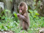Mono bebé comiendo hojas