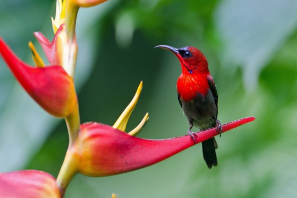 Maravilloso y colorido pájaro sobre una flor