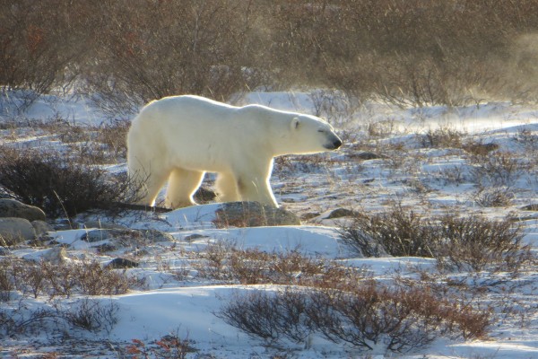 Oso polar caminando