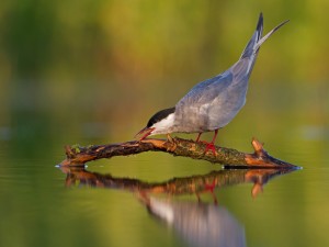Pájaro sobre una rama en el agua