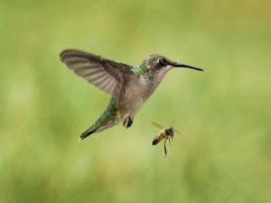 Abeja volando junto a un colibrí
