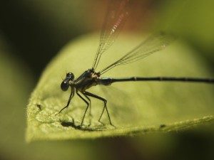 Una bonita libélula posando sus patas en una hoja verde