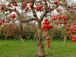 Espléndidas manzanas madurando en los árboles