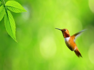 Un pequeño colibrí de color marrón