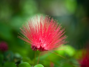 Una original flor de color rosa