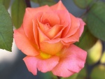 Hermosa rosa con pétalos naranja