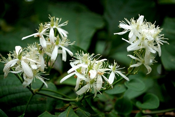 Espléndidas flores blancas en la planta