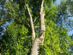 Un gran árbol con hojas verdes