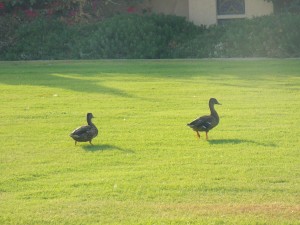 Postal: Dos patos caminando sobre la hierba