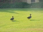 Dos patos caminando sobre la hierba