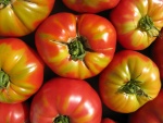 Hermosos tomates veraniegos