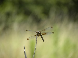 Una libélula sobre un palo