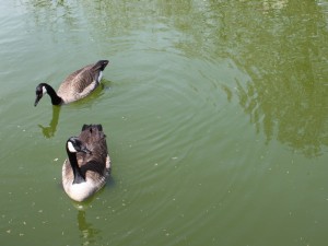 Postal: Dos hermosos patos en el agua