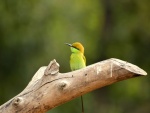Pájarillo de lindos colores y largo pico