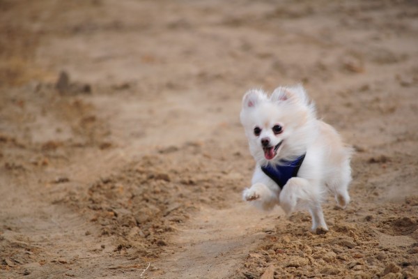 Alegre perrito corriendo por la arena