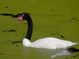 Un cisne de cuello negro