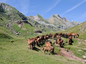 Postal: Manada de caballos en los pastos de la montaña
