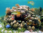 Fabulosos corales y peces en un mundo submarino