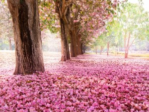 Flores de cerezo cubriendo el suelo y los árboles