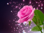 Elegante y delicada rosa rodeada de burbujas