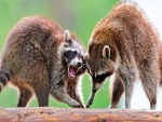 Una pareja de mapaches enojados