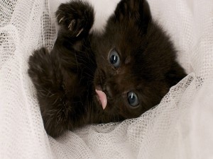 Un mimoso gatito negro sacando la lengua
