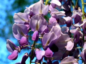 Postal: Bellas glicinas color púrpura
