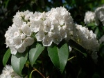 Laurel de montaña con flores de color blanco