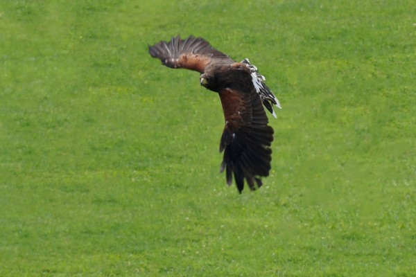 Un águila volando sobre la hierba