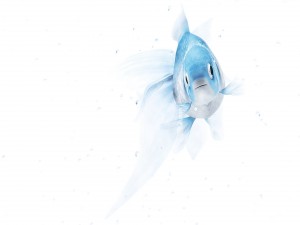 Un bonito pez azul y blanco