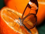 Mariposa con alas transparentes sobre una naranja