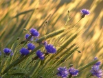 Campo con trigo y flores color púrpura