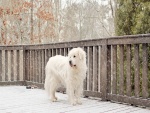 Caen copos de nieve sobre un hermoso perro blanco