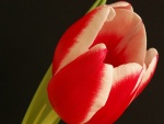 Maravilloso tulipán en fondo negro