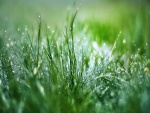 Gotas de agua sobre la verde hierba