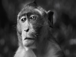 Un mono con semblante triste