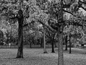 Árboles en el parque